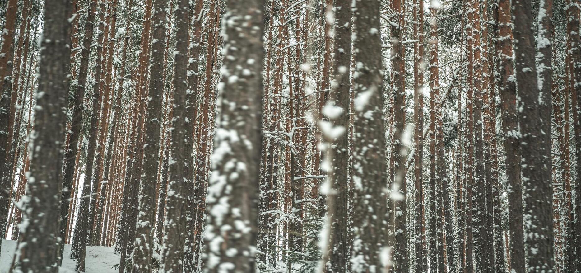 Snow-covered forest