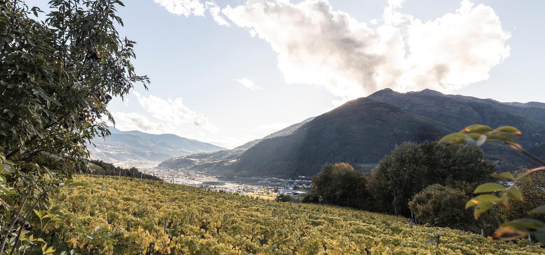 Fiori di melo in autunno