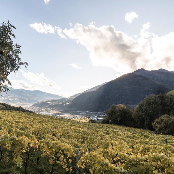 Fiori di melo in autunno