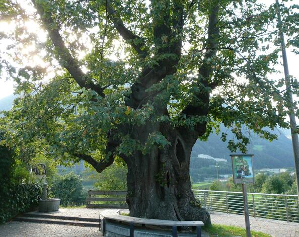 Natural monument “Old Linden Tree”