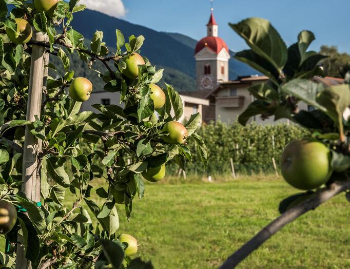 aepfel-mit-kirche-natz-im-hintergrund