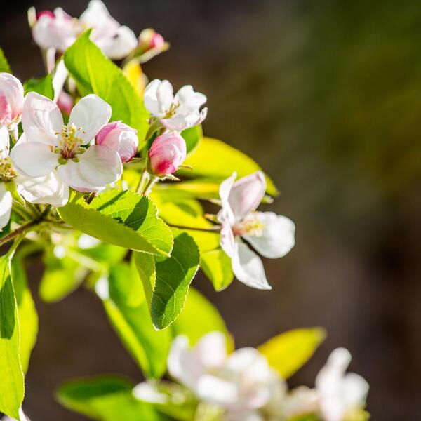 Apple blossom in spring
