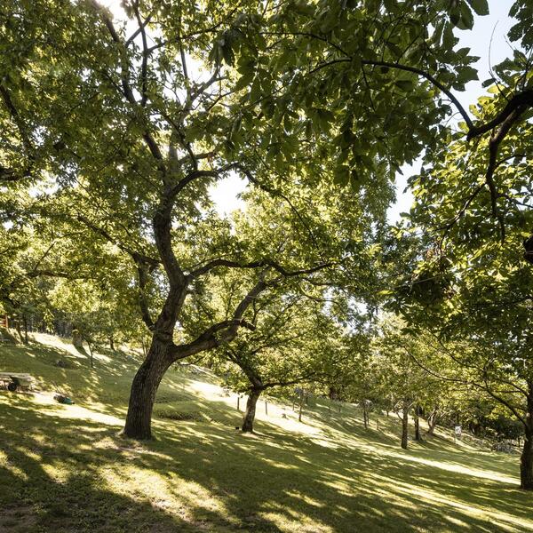Chestnut grove