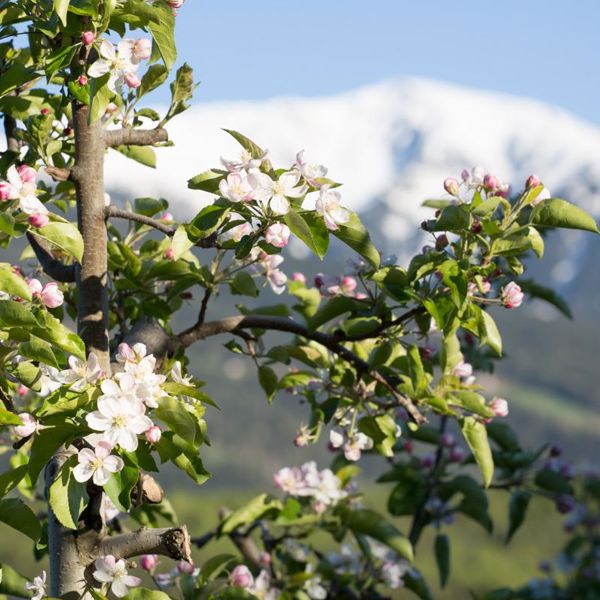Apfelblüte im Frühling