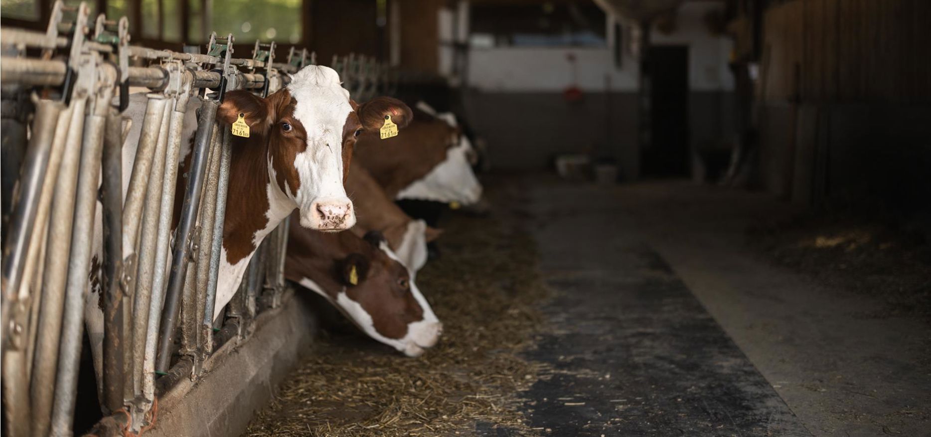 andergassen-web-2067