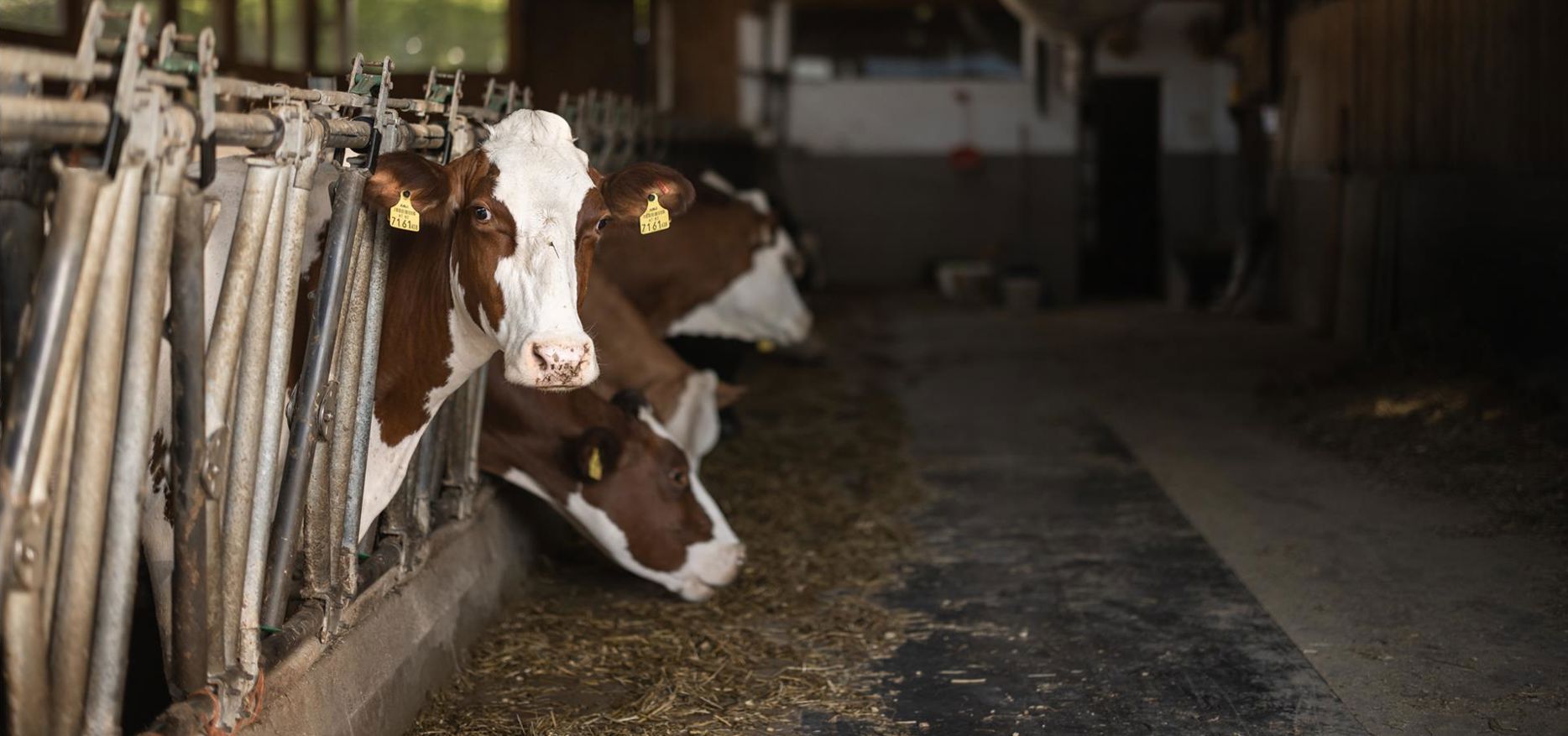 Cows in the barn