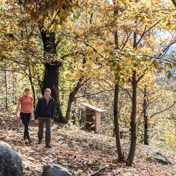 kastanienhain-im-koestental-3