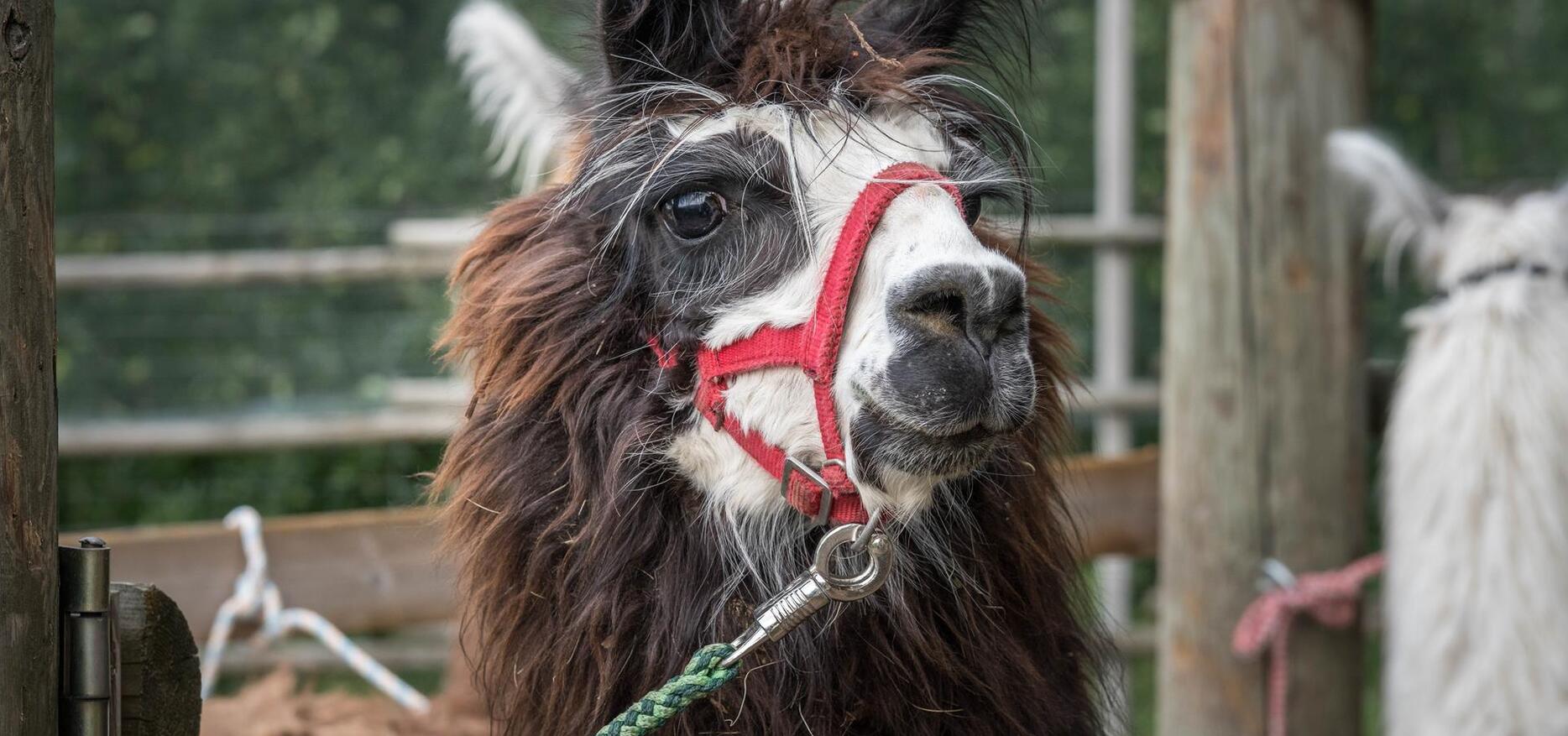 Alpaca