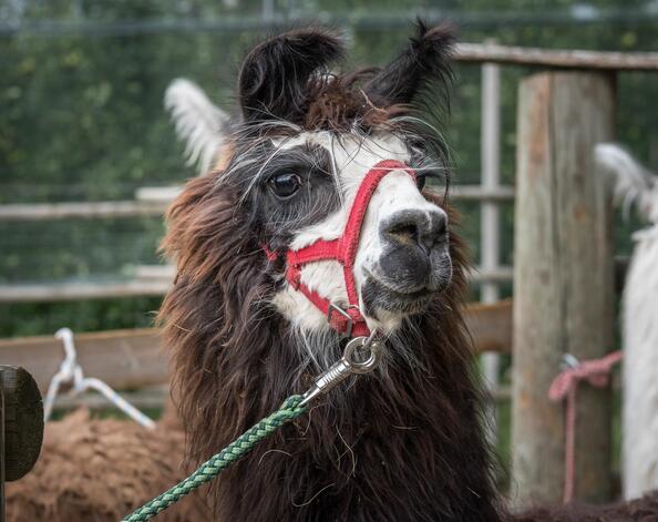 Alpaca