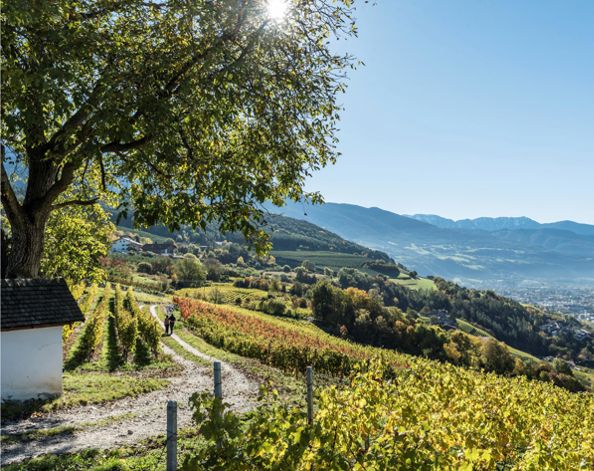 wanderung-durch-die-weinberge-nach-brixen-2