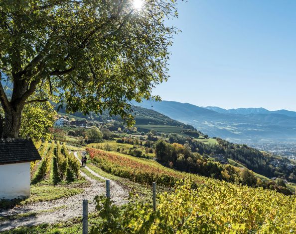 Zwei Personen wandern durch die Weinberge nach Brixen