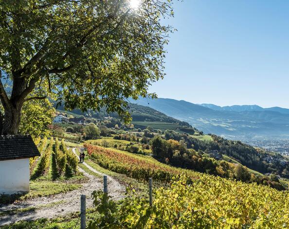 Two people are hiking through the vineyards towards Brixen