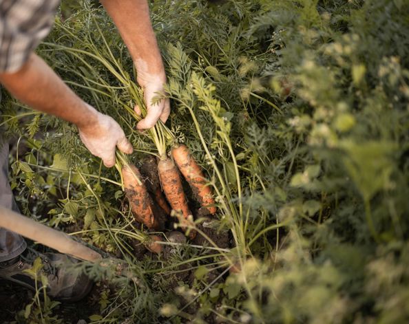 Eine Person erntet Karotten