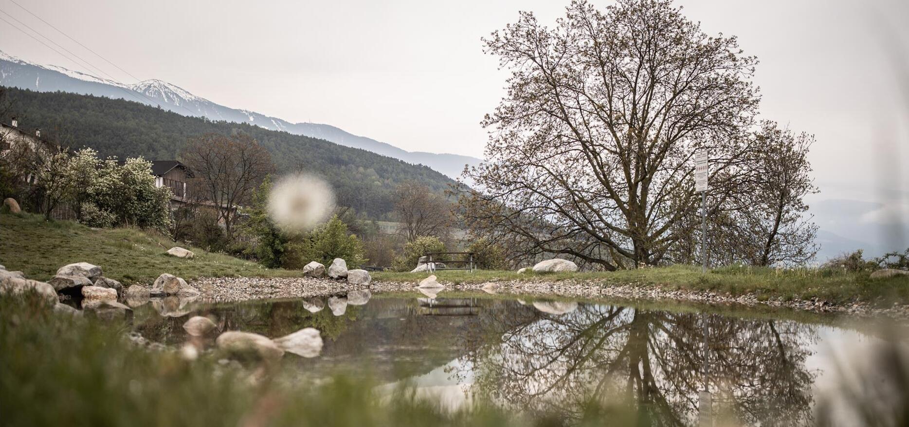 Ein Teich und im Hintergrund ein blühender Baum