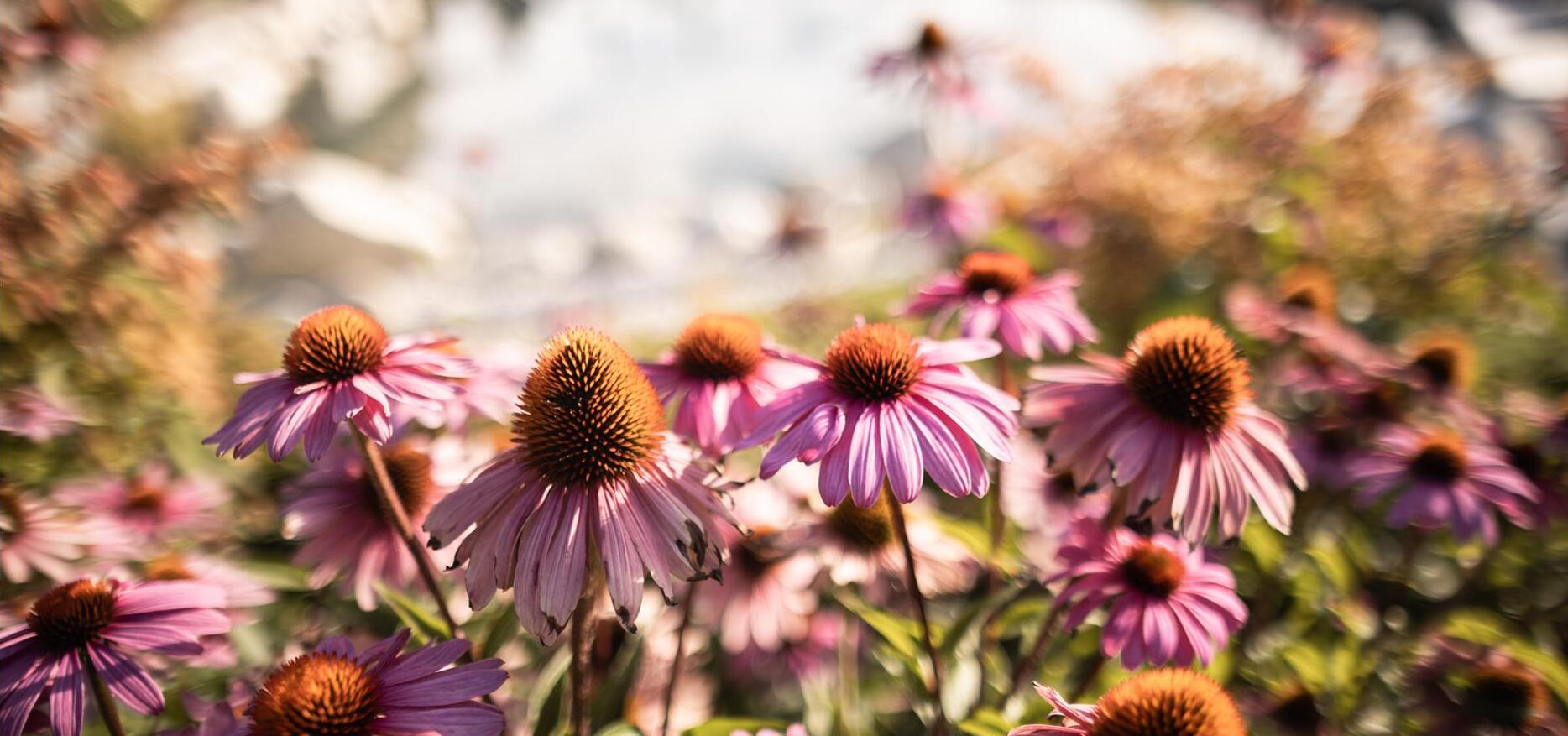 Meadow flowers