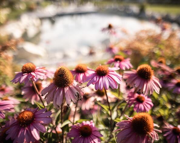 Wiesenblumen