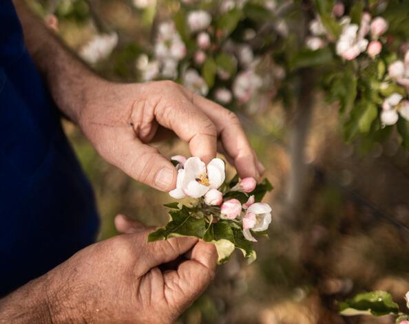 Apfelblüte im Frühling