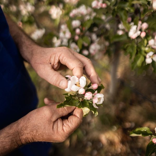 Fioritura del melo in primavera