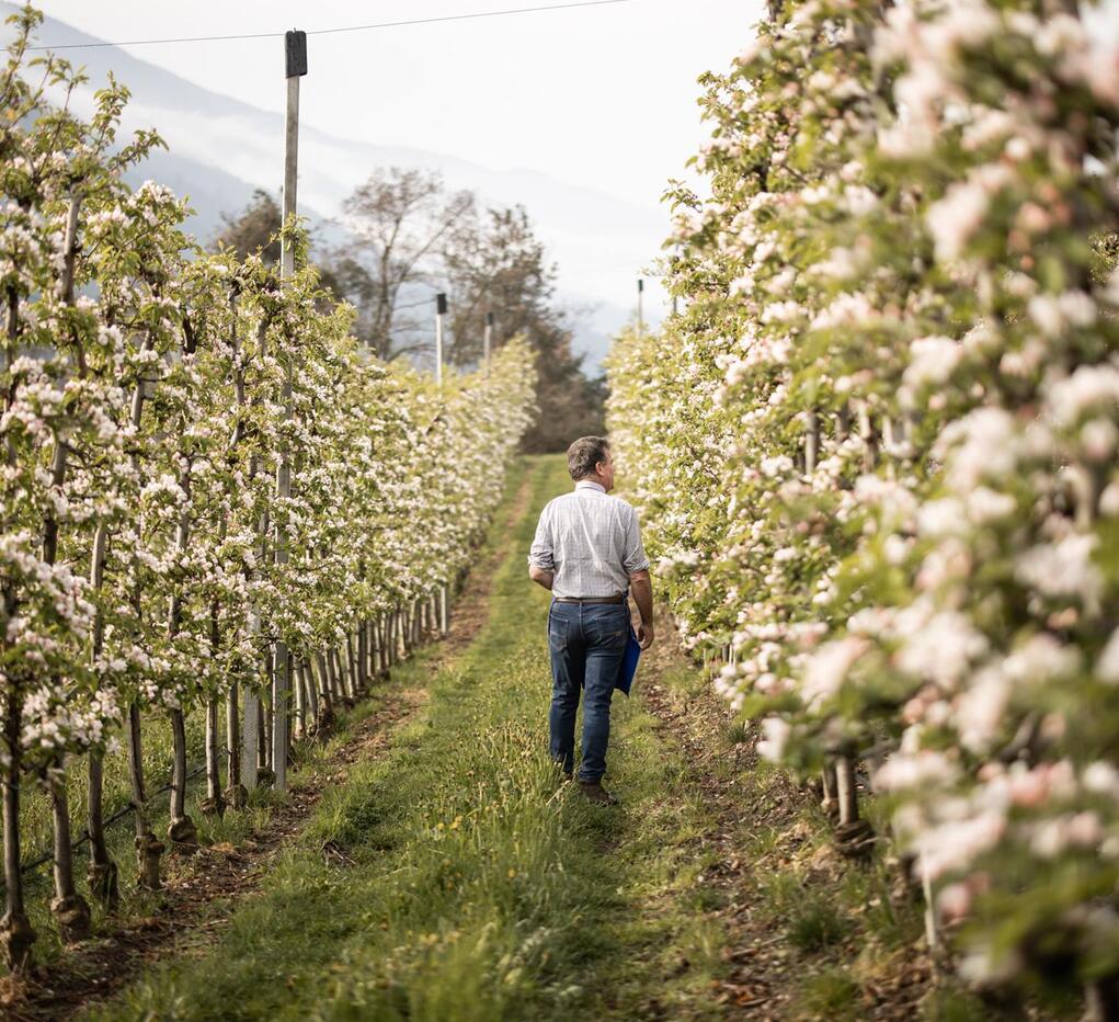 Ein Mann spaziert durch Apfelbäume im Frühling