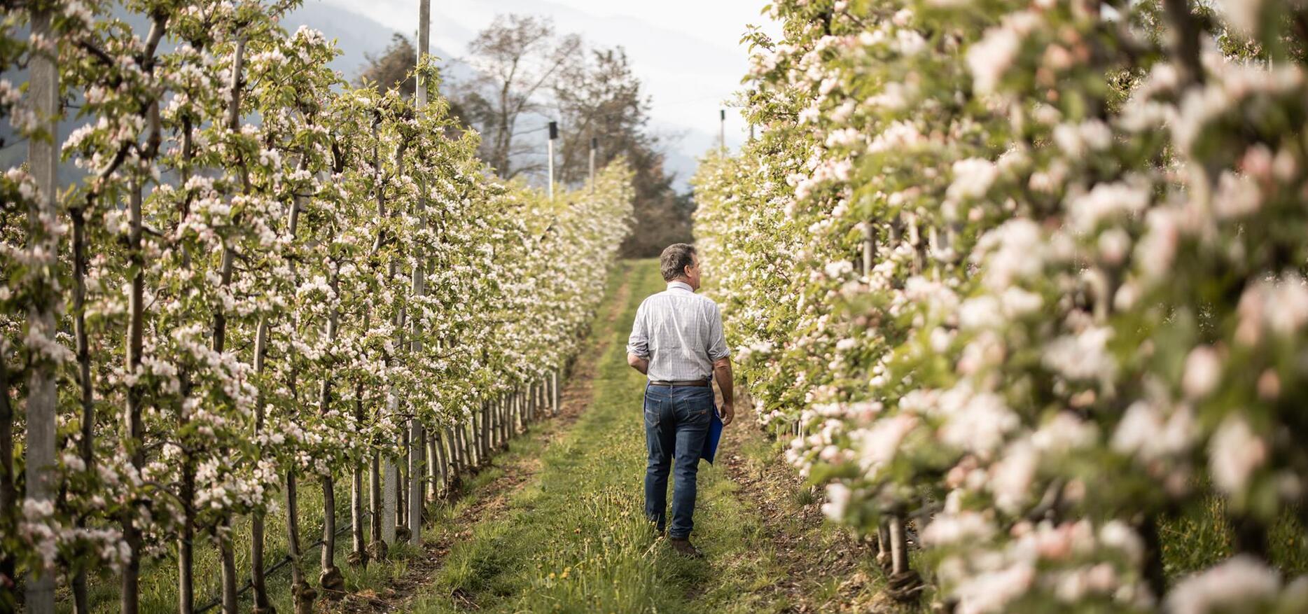 Ein Mann spaziert durch Apfelbäume im Frühling