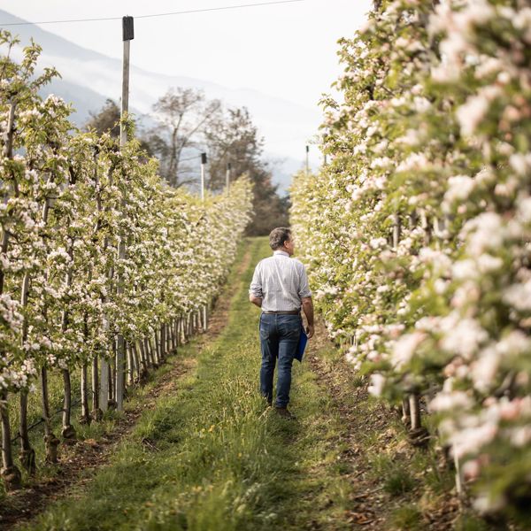 Ein Mann spaziert durch Apfelbäume im Frühling