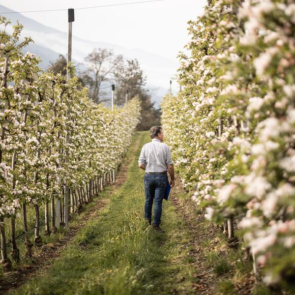 A man walks through apple trees in spring