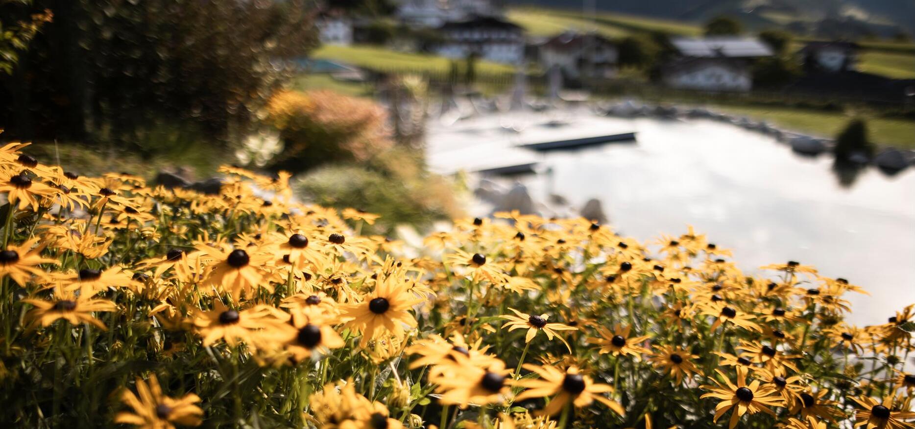 Meadow flowers