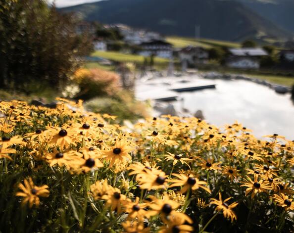 Fiori di prato