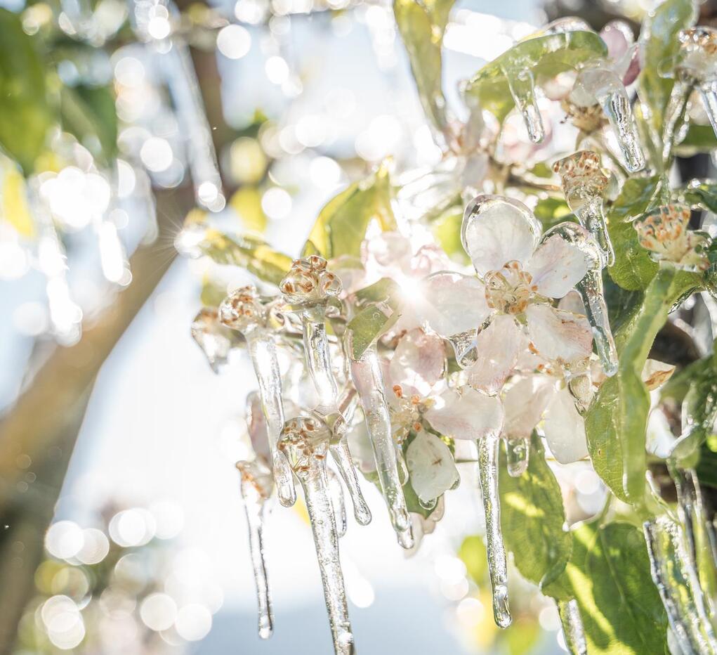 Apple blossom in spring