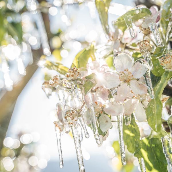 Apfelblüte im Frühling