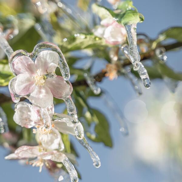 Apple blossom in spring