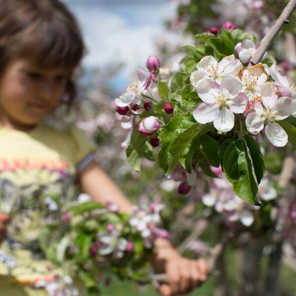 Fioritura del melo in primavera