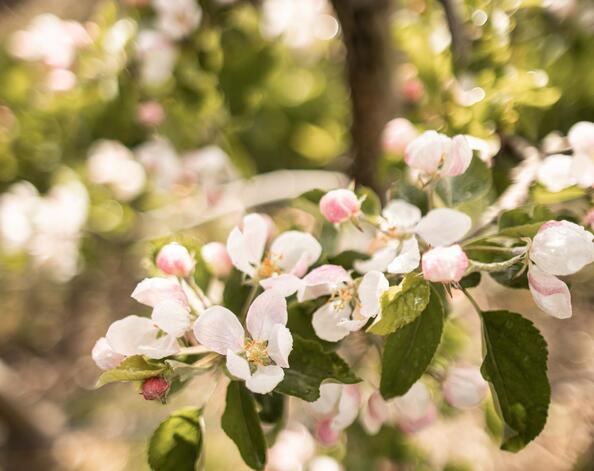 Apfelblüte im Frühling