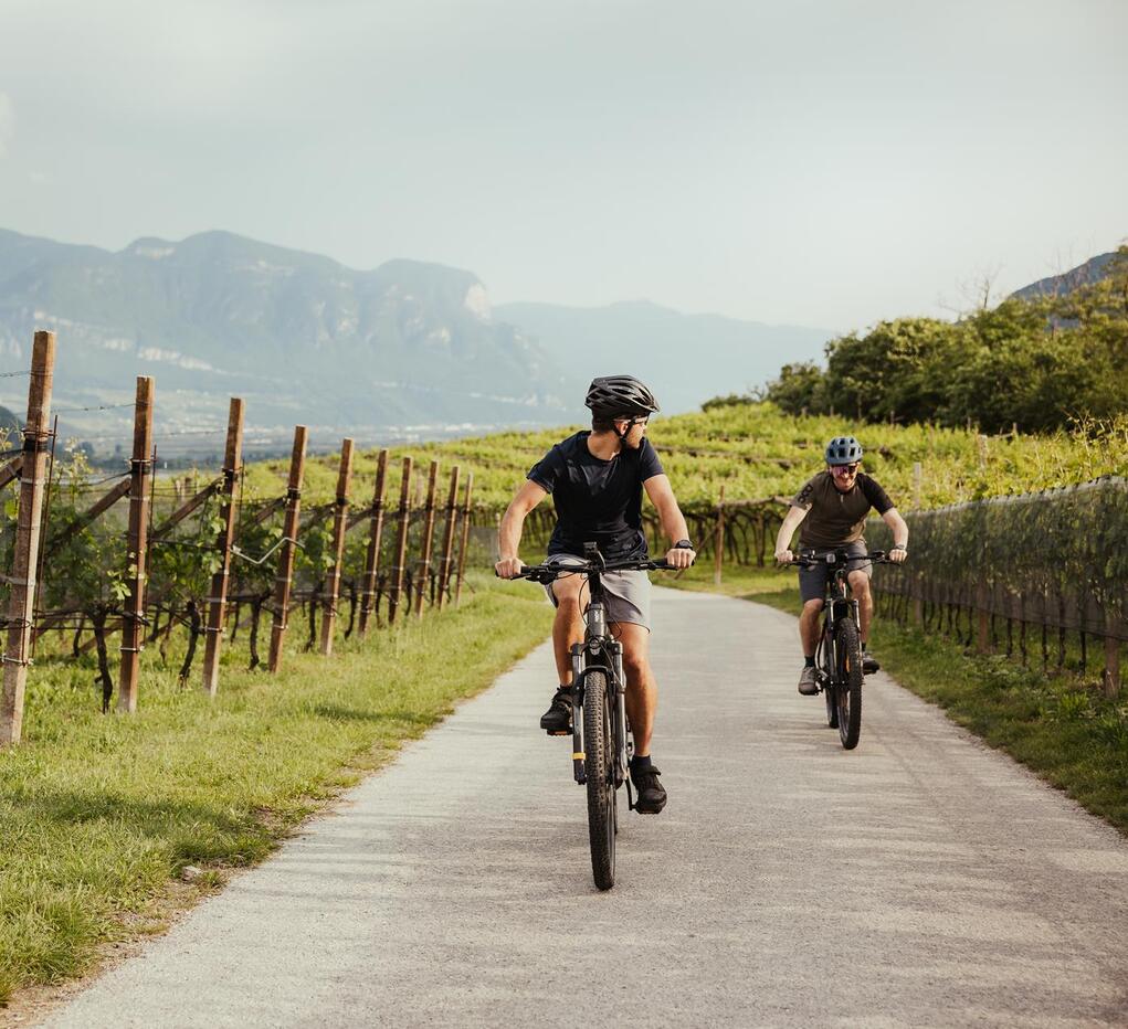 Zwei Radfahrer radeln zwischen Weinreben.