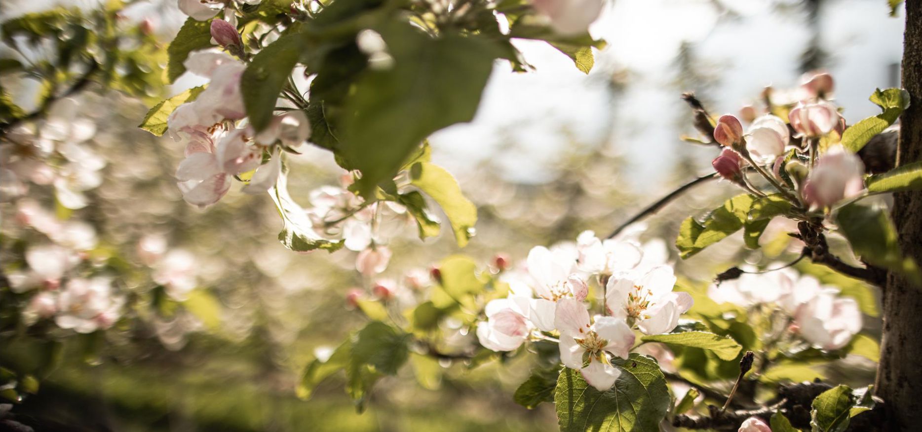 Apfelblüte im Frühling