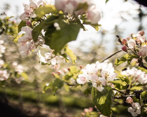 Apfelblüte im Frühling