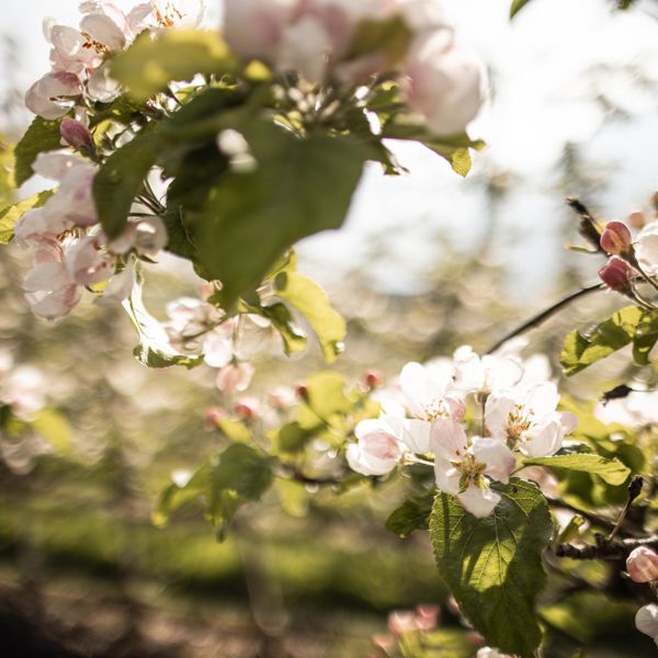 Fioritura del melo in primavera
