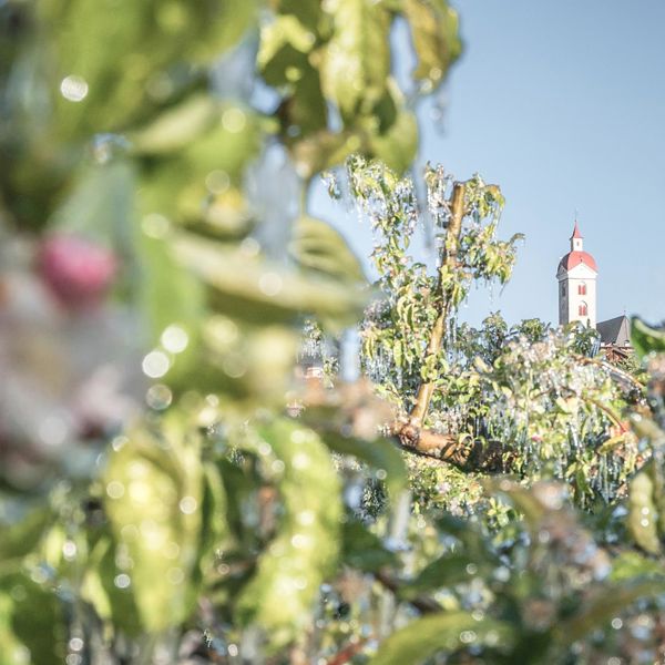 Apfelblüte im Frühling