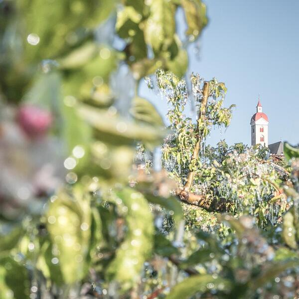 Apple blossom in spring